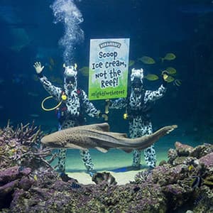 Two people dressed as cows underwater at the Great Barrier Reef