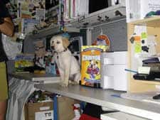 7.5_Lucy-ChompionDawg.jpg