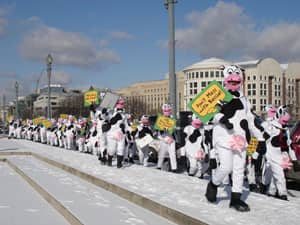 9.1.1_CowDemonstration-006.jpg