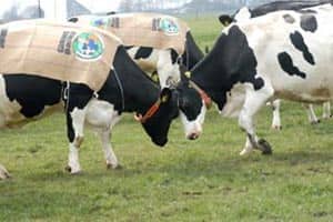 13-NL-Caring-Cows.jpg