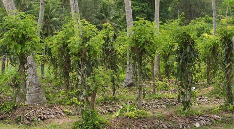 vanilla-plantation-779.jpg (plantation of vanilla)