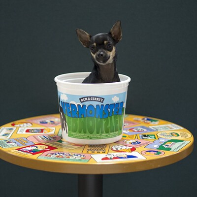 Tank - Insanely Cute Dog