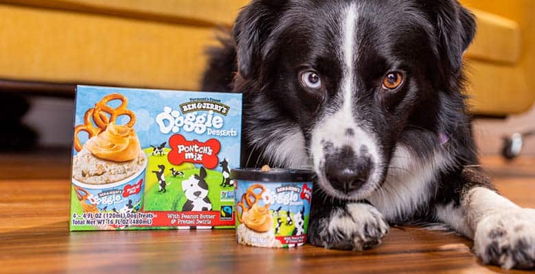 Dog with Doggie Dessert mini cup