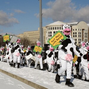 people in cow suits